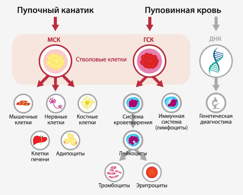 уникальные возможности стволовых клеток пупочного канатика и пуповинной крови