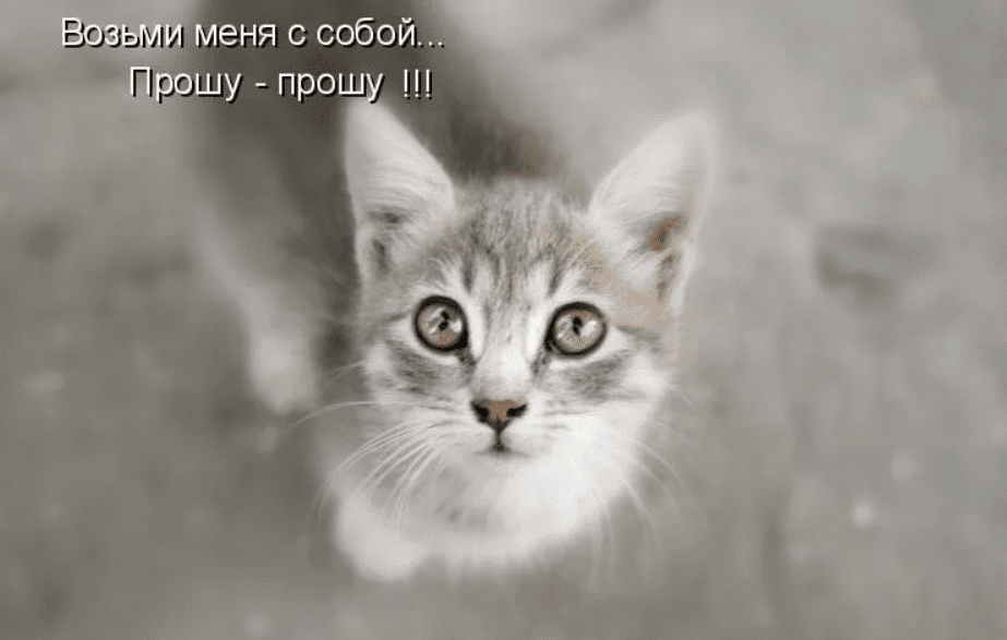 koshka
